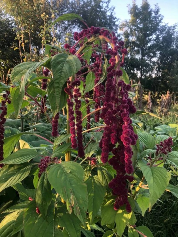 Pony Tails amaránt - Pónifarok, Amaranthus caudatus, amaránt, gabona